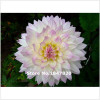 GGG 100pcs /bag . 10 piece each color of dahlia seeds rainbow pompon Seeds Bonsai plants Seeds for home &amp; garden