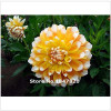 GGG 100pcs /bag . 10 piece each color of dahlia seeds rainbow pompon Seeds Bonsai plants Seeds for home &amp; garden