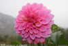 GGG 100pcs /bag . 10 piece each color of dahlia seeds rainbow pompon Seeds Bonsai plants Seeds for home &amp; garden