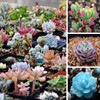 GGG 100pc/lot Mix Succulent seeds Lithops seeds Pseudotruncatella Bonsai plants Seeds for home &amp; garden 100 Seeds/bag