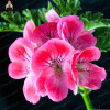 Geranium Seeds Perennial Rare Flower Seeds For Garden Planting Pelargonium Peltatum Bonsai Potted Flowers Plants Seed 100 Pcs Geranium Seeds Perennial Rare Flower Seeds For Garden Planting Pelargonium Peltatum Bonsai Potted Flowers Plants Seed 100 Pcs