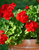 Geranium Seeds Perennial Rare Flower Seeds For Garden Planting Pelargonium Peltatum Bonsai Potted Flowers Plants Seed 100 Pcs Geranium Seeds Perennial Rare Flower Seeds For Garden Planting Pelargonium Peltatum Bonsai Potted Flowers Plants Seed 100 Pcs