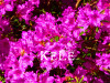 Genuine! 100 Pieces/Bag Japanese azalea seeds,flower seeds tree seeds bonsai DIY plant home garden