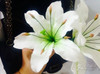 Lily Petal Leaf Silicone Veiner & Cutter for Cake Decorating