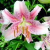 Lily Petal Silicone Veiner & Cutter for Sugarcraft Decorating
