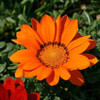 2018 Rare Flowers Seed Gazania Rigens Seeds 200PCS Home Balcony Garden Bonsai Free shipping Ornamental Splendens Chrysanthemum