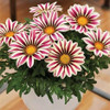 2018 Rare Flowers Seed Gazania Rigens Seeds 200PCS Home Balcony Garden Bonsai Free shipping Ornamental Splendens Chrysanthemum