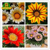 2018 Rare Flowers Seed Gazania Rigens Seeds 200PCS Home Balcony Garden Bonsai Free shipping Ornamental Splendens Chrysanthemum