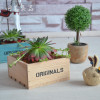 Staygold Zakka Cosmetics Jewelry Box Succulents Pots Grocery Solid Wood Storage Box Box Wood Craft Home Decoration