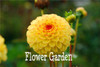 Dahlia seeds, sweet potatoes Dahlia flower seeds, 24 colors seed mixing - 100 seeds/bag,#MF9Y53