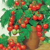 Bonsai Tomato seeds Mini Cherry Potted Sweet Fruit Vegetable Organic Fresh Tomato Tree seeds 120 pcs/pack