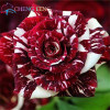 Blue Adenium obesum Seeds Rare Beautiful desert rose Plants for Home Garden flowers indoor Bonsai Flower seeds 2pcs/lot