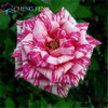 Blue Adenium obesum Seeds Rare Beautiful desert rose Plants for Home Garden flowers indoor Bonsai Flower seeds 2pcs/lot