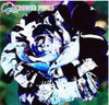 Blue Adenium obesum Seeds Rare Beautiful desert rose Plants for Home Garden flowers indoor Bonsai Flower seeds 2pcs/lot