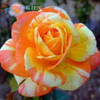 Blue Adenium obesum Seeds Rare Beautiful desert rose Plants for Home Garden flowers indoor Bonsai Flower seeds 2pcs/lot