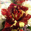 Blue Adenium obesum Seeds Rare Beautiful desert rose Plants for Home Garden flowers indoor Bonsai Flower seeds 2pcs/lot