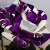 Blue Adenium obesum Seeds Rare Beautiful desert rose Plants for Home Garden flowers indoor Bonsai Flower seeds 2pcs/lot