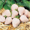 Potted Plants Delicious Multi-color Strawberry seeds 400PCS Black Blue White Strawberries Fruit Seeds Home &amp; Garden True Variety