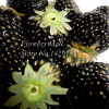 Potted Plants Delicious Multi-color Strawberry seeds 400PCS Black Blue White Strawberries Fruit Seeds Home &amp; Garden True Variety