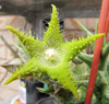 Stapelia Pulchella Seeds Lithops Mix Succulents Raw Stone Cactus Seeds Rare For Home Garden Flower Bonsai Plants 100 Pcs