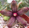 Stapelia Pulchella Seeds Lithops Mix Succulents Raw Stone Cactus Seeds Rare For Home Garden Flower Bonsai Plants 100 Pcs