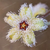 Stapelia Pulchella Seeds Lithops Mix Succulents Raw Stone Cactus Seeds Rare For Home Garden Flower Bonsai Plants 100 Pcs