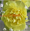 2015 Rare Carnations Seeds Flowers Seeds 200pcs/pack Dianthus caryophyllus Flowers Seeds for home garden planting mom gift