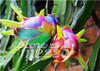 2015 New!!! 50pcs/ bag 9 kinds rare pitaya seeds, dragon fruit seeds very sweet fruit seeds , sementes potted plants for garden