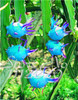 2015 New!!! 50pcs/ bag 9 kinds rare pitaya seeds, dragon fruit seeds very sweet fruit seeds , sementes potted plants for garden