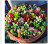 206 Rare Mix Lithops Seeds Living Stones Succulent Cactus Organic Garden Bulk Seed,bonsai seeds for indoor succulent plants.