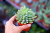 206 Rare Mix Lithops Seeds Living Stones Succulent Cactus Organic Garden Bulk Seed,bonsai seeds for indoor succulent plants.