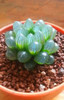 206 Rare Mix Lithops Seeds Living Stones Succulent Cactus Organic Garden Bulk Seed,bonsai seeds for indoor succulent plants.