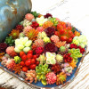 206 Rare Mix Lithops Seeds Living Stones Succulent Cactus Organic Garden Bulk Seed,bonsai seeds for indoor succulent plants.