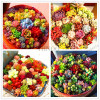 206 Rare Mix Lithops Seeds Living Stones Succulent Cactus Organic Garden Bulk Seed,bonsai seeds for indoor succulent plants.