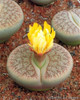 205pcs/bag Semillas De Flores Mix Lithops Seeds Rare Succulent Seeds Ass flower seeds Living Stone bonsai mini garden plant.