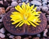 205pcs/bag Semillas De Flores Mix Lithops Seeds Rare Succulent Seeds Ass flower seeds Living Stone bonsai mini garden plant.