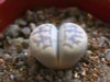 205pcs/bag Semillas De Flores Mix Lithops Seeds Rare Succulent Seeds Ass flower seeds Living Stone bonsai mini garden plant.