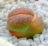 205pcs/bag Semillas De Flores Mix Lithops Seeds Rare Succulent Seeds Ass flower seeds Living Stone bonsai mini garden plant.