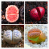 205pcs/bag Semillas De Flores Mix Lithops Seeds Rare Succulent Seeds Ass flower seeds Living Stone bonsai mini garden plant.
