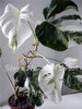 Living Room Bonsai Ficus Benjamina Seeds, Potted Plant Seed, Flower Seed, Perennial Leaf Plant Seeds 50 pcs