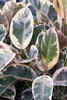 Living Room Bonsai Ficus Benjamina Seeds, Potted Plant Seed, Flower Seed, Perennial Leaf Plant Seeds 50 pcs