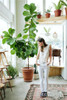 Living Room Bonsai Ficus Benjamina Seeds, Potted Plant Seed, Flower Seed, Perennial Leaf Plant Seeds 50 pcs