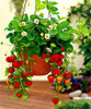 Fruit seeds 300pcs Super Giant Strawberry perfume bonsai strawberry fruit, edible strawberry seeds for home garden plant