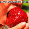 Fruit seeds 300pcs Super Giant Strawberry perfume bonsai strawberry fruit, edible strawberry seeds for home garden plant
