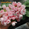 LAND MIRACLE Geranium Peach Pink Ball Flower Seeds, 5 Seeds, Bonsai Pelargonium Garden Flowers Plant Perennial Seeds