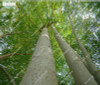 Moringa Seeds Evergreen Shrub Seeds Garden Building Edible Seeds Drumstick Tree Natural Growth The Germination Rate 95% 30 Pcs