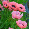 2017 New Arrival!!! 100 pcs Narcissus Flower Seeds Absorption Radiation Narcissus Tazetta Seeds Flowers for Rooms Decoration