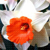 2017 New Arrival!!! 100 pcs Narcissus Flower Seeds Absorption Radiation Narcissus Tazetta Seeds Flowers for Rooms Decoration