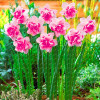 2017 New Arrival!!! 100 pcs Narcissus Flower Seeds Absorption Radiation Narcissus Tazetta Seeds Flowers for Rooms Decoration