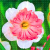2017 New Arrival!!! 100 pcs Narcissus Flower Seeds Absorption Radiation Narcissus Tazetta Seeds Flowers for Rooms Decoration